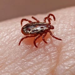Alertan sobre el aumento de garrapatas en España