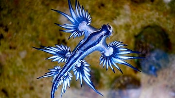 Avistan en el Mediterráneo español un ‘dragón azul’ que no se registraba allí desde el año 1705