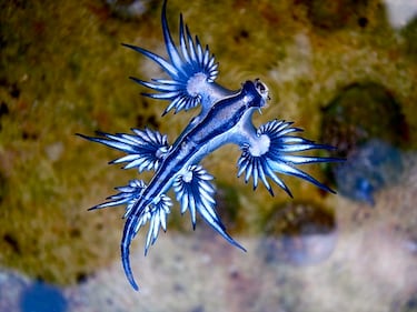 Los expertos advierten el peligro oculto del ‘dragón azul’ que regresa a las costas de España e Italia 