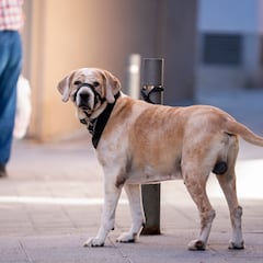Nuevas multas para dueños de perros en Barcelona