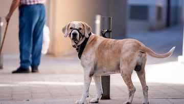 Un perro atado a un poste el día en el que entra en vigor la Ley del Bienestar Animal, a 29 de septiembre de 2023, en Madrid (España). Hoy entra en vigor la Ley de Bienestar Animal, que facilita el acceso libre con perros, gatos y hurones a toda clase de establecimientos. La norma establece que el Gobierno tiene un plazo de tres meses, es decir hasta el 29 de diciembre, para presentar un proyecto de ley de grandes simios; de seis meses para organizar un sistema nacional de registros de protección animal que no será obligatorio hasta dentro de un año. También contará con doce meses para elaborar un documento con recomendaciones sobre principios éticos y condiciones de protección animal que se deberá respetar en la investigación clínica veterinaria. Además, el Gobierno cuenta con dos años para aprobar el Primer Plan Estatal de Protección Animal.
29 SEPTIEMBRE 2023;MADRID;LEY DEL BIENESTAR ANIMA¡L;ENTRADA EN VIGOR
A. Pérez Meca / Europa Press
29/09/2023