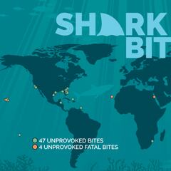 Las cifras de incidentes con tiburones, excepcionalmente bajas en 2024