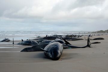 Ms de 150 de estos animales quedaron varadas en una playa aislada del estado australiano de Tasmania.