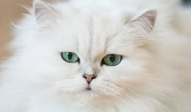 Los motivos por los que el Día del Gato se festeja tres veces al año este 2025