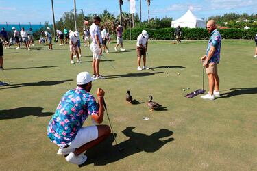 Vista general del putting green durante el pro am previo al Campeonato Butterfield Bermuda en el campo de golf Port Royal que se disputa en Southampton, Bermudas. Un espectáculo muy atractivo para todos los aficionados al golf, incluidos estos simpáticos patos que caminan a sus anchas junto a los participantes.