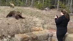 Un oso grizzly ataca a una excursionista que le graba con el tel&eacute;fono en Yellowstone (Estados Unidos).