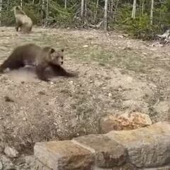 Multa y condena de prisión por acercarse demasiado a un oso