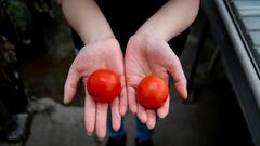 A researcher holds a gene-edited vitamin D tomato on the left and a regular tomato on the right at the John Innes Centre in Norwich, Britain, in this handout photo obtained by Reuters on May 23, 2022. Courtesy of Phil Robinson at the John Innes Centre/Han