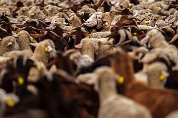 Los pastores junto con su ganado paran una de las mayores ciudades del mundo haciendo valer sus derechos en el uso de terrenos de dominio público, según establece la Ley 3/95 de vías pecuarias.