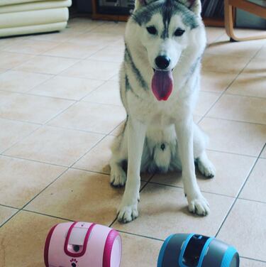 Läika: ¡Ya no dejarás solo a tu perrito!