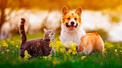 Los alimentos típicos del 18 que nunca debes darle a tu mascota