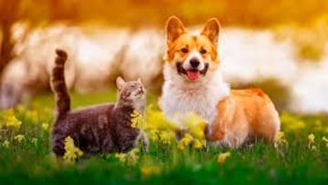 Los alimentos típicos del 18 que nunca debes darle a tu mascota