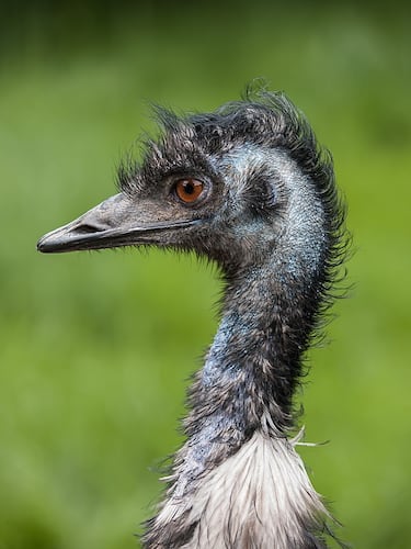 Hallan unos extraños huevos de color azul: pertenecen una especie en peligro de extinción
