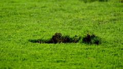 Así está la grama de El Campín: Cancha blanda y maltratada