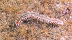 Alerta en las playas de España por la presencia del gusano de fuego