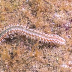 Alerta en las playas de España por la presencia del gusano de fuego
