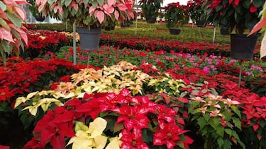 Así es nombrada la Flor de Nochebuena en México y países Latinos