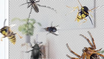 Experts warn that the rapid disappearance of these animals poses a serious threat to nature and are calling for urgent solutions to prevent further damage.