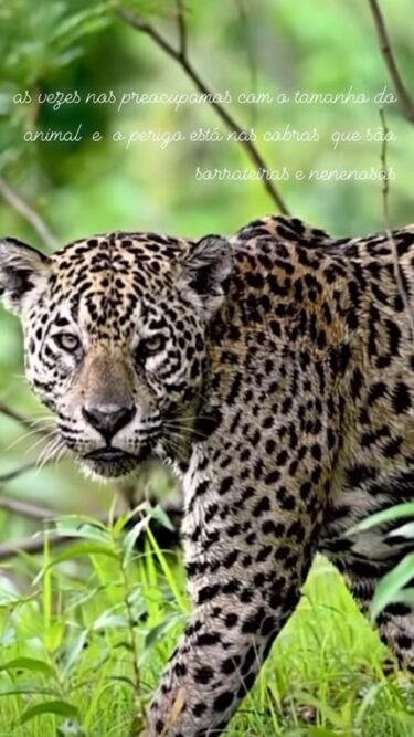 La enigmática reflexión de la madre de Alves: “El peligro está en las cobras”