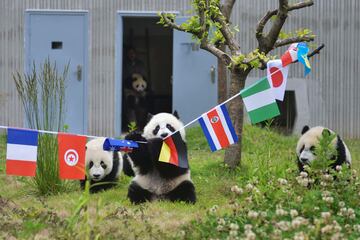 Los pandas se divierten jugando al fútbol en la reserva de Shenshuping.