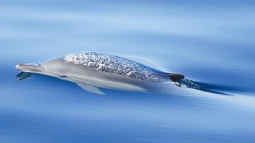 Un delfín común entre dos mundos. "Estando en el barco familiar, cámara en mano, pude fotografiar un delfín común irrumpiendo en la superficie entre aguas muy tranquilas", explica su fotógrafa Kyla Mclay. Está hecha en el momento justo. 
