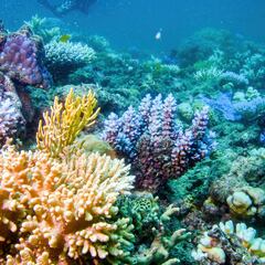 Ni el gato ni el perro: el animal que ‘sonríe’ mientras juega