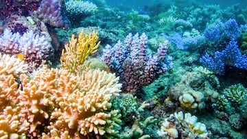 Deep-seafloor organisms consume oxygen which scientists believe is produced by seawater electrolysis without light or sunshine.