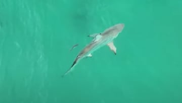 Un tibur&oacute;n de puntas negras en Florida, grabado desde el aire. 