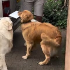 Los Golden Retriever que enamoran a las redes por celebrar el Día del Padre de la mejor manera: “Firmando la tarjeta de papá”