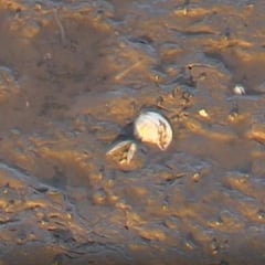 De solución a problema: la almeja tóxica que amenaza a Portugal