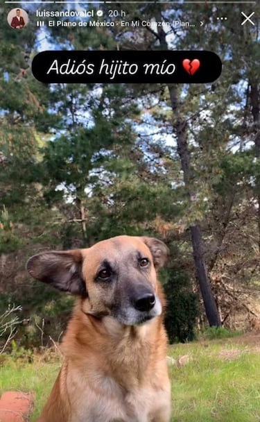 “Lo estoy pasando muy mal; ayer en la tarde, mi perrito salió a la calle, lo atropellaron y él murió... Tengo el corazón destrozado” 