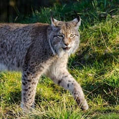 La condena histórica por el asesinato de Querubín, un lince ibérico