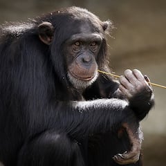 El listado de los animales que ya han entrado en la ‘Edad de Piedra’ y usan sus propias herramientas