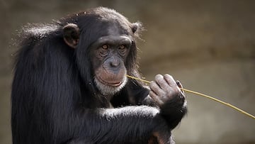 El listado de los animales que ya han entrado en la ¡®Edad de Piedra¡¯ y usan sus propias herramientas