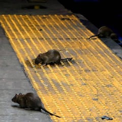 Nueva York busca un “zar antirratas” para acabar con la plaga