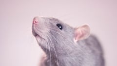 Las plagas de ratas y ratones son de las más comunes en Estados Unidos. A continuación, cómo puedes combatirlas y algunos consejos para evitarlas.