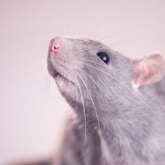 ¿Cómo puedo combatir una plaga de ratas o ratones?