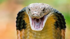 Meet the largest king cobra ever recorded in history