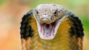 The cobra is the largest venomous snake in the world, with the record holder a true beast of nature.