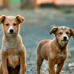 Día Internacional del Perro Callejero; top de asociaciones civiles