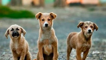 Día Internacional del Perro Callejero; top de asociaciones civiles