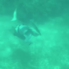 Un tiburón de arrecife muerde en la cabeza a un buceador