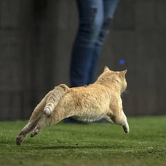 Gato invade cancha durante el México vs Bermudas