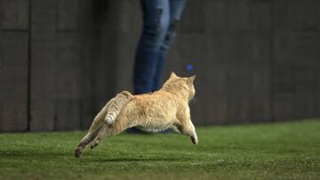 Gato invade cancha durante el M&eacute;xico vs Bermudas