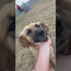 América Femenil pidió ayuda para dar en adopción a un perrito