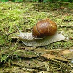 Only in France: You won’t believe what thieves stole from this farm worth over $100,000