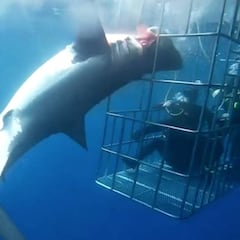 Graban la muerte de un tiburón blanco intentando escapar de una jaula para turistas