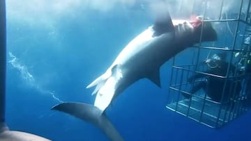 Un gran tiburón blanco queda atrapado en una jaula de observación para turistas / buceadores y acaba muriendo y desangrándose al intentar escapar durante 25 minutos sin que nadie haga nada. En Isla Guadalupe (México).