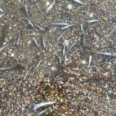 Miles de peces muertos aparecen en las playas del Mar Menor