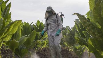 ¿Por qué Sucre es el departamento con menos contagios por coronavirus?